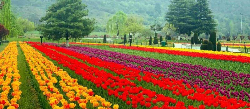 Indira Gandhi Memorial Tulip Garden
